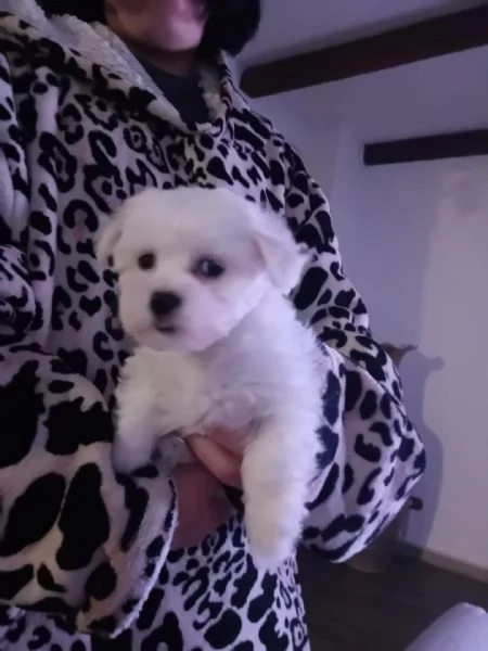 Cuccioli di maltese e maltipoo