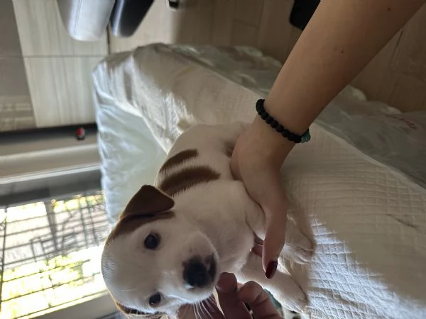 Jack russel terrier tricolore 