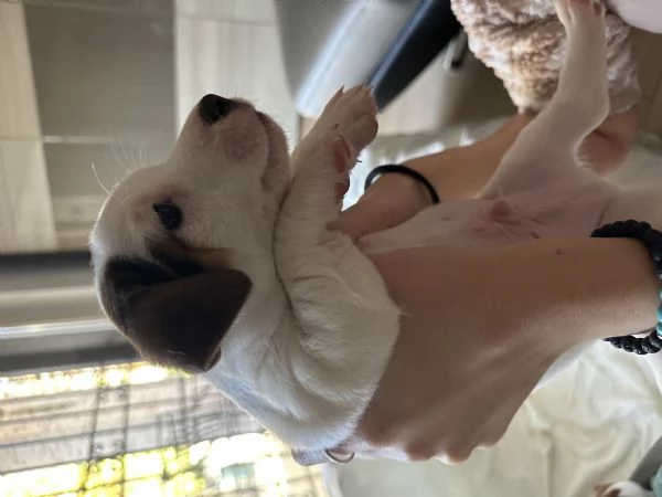 Jack russel terrier tricolore  | Foto 6