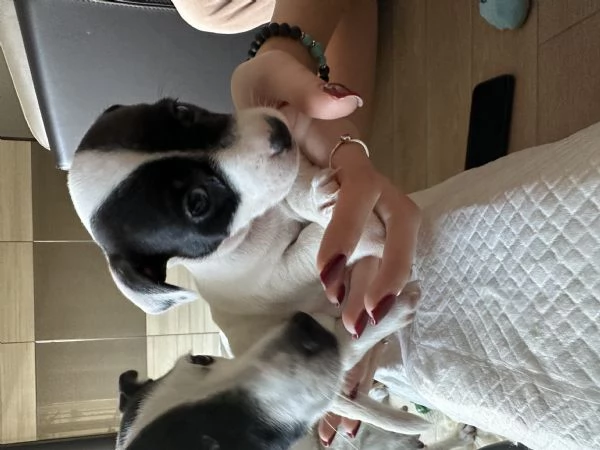 Jack russel terrier tricolore  | Foto 5