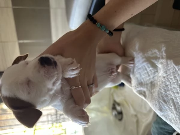 Jack russel terrier tricolore  | Foto 4