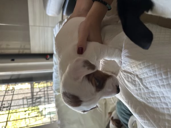 Jack russel terrier tricolore  | Foto 3