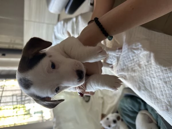 Jack russel terrier tricolore  | Foto 2