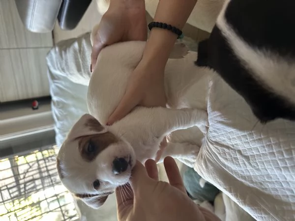 Jack russel terrier tricolore  | Foto 1