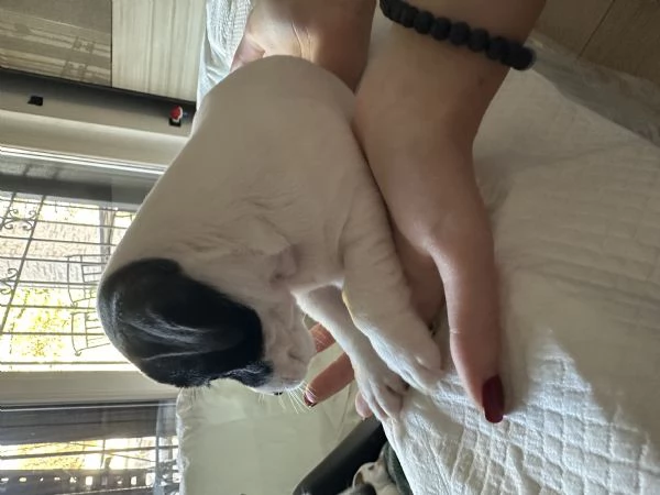 Jack russel terrier tricolore  | Foto 0