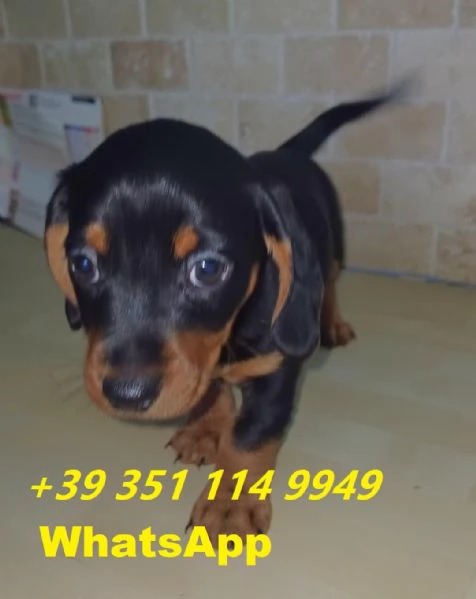 Regalo di un Bassotto maschio e femmina | Foto 2