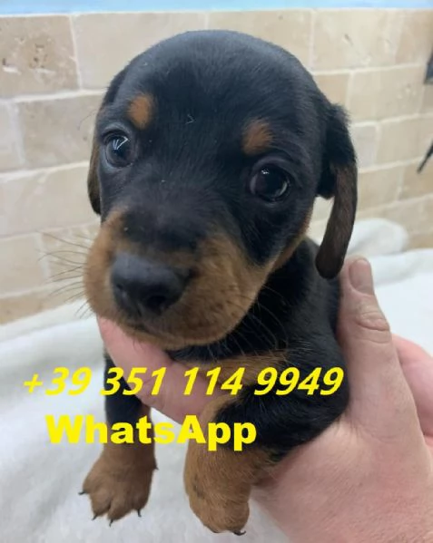 Regalo di un Bassotto maschio e femmina | Foto 1