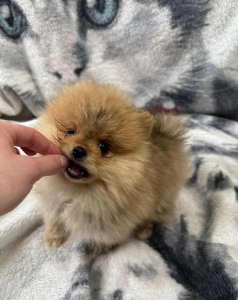 Regalo di un Volpino Pomerania maschio e femmina | Foto 2