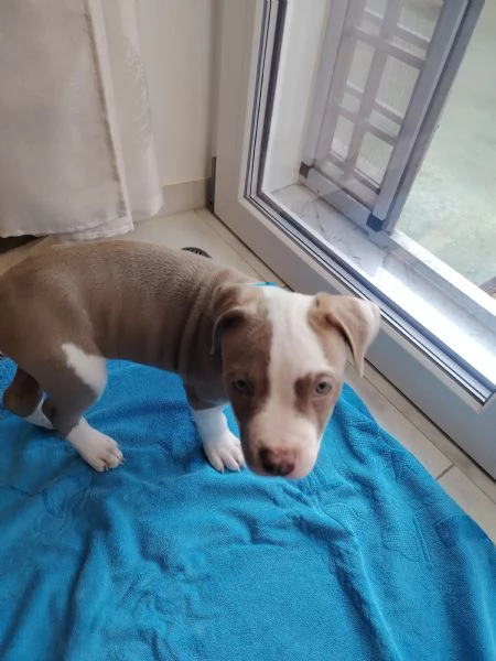 American Pit Bull | Foto 2