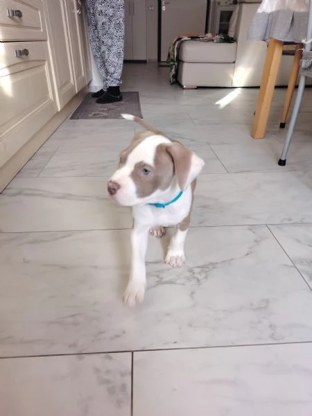 American Pit Bull | Foto 1