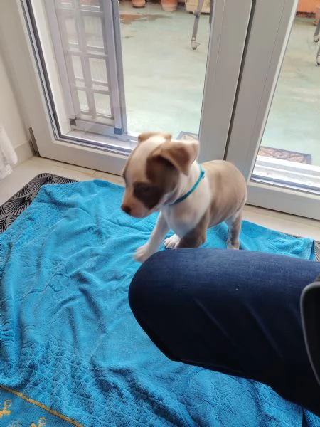 American Pit Bull | Foto 0