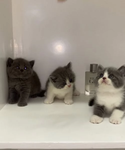 BELLISSIMI Gatti British shorthair | Foto 0