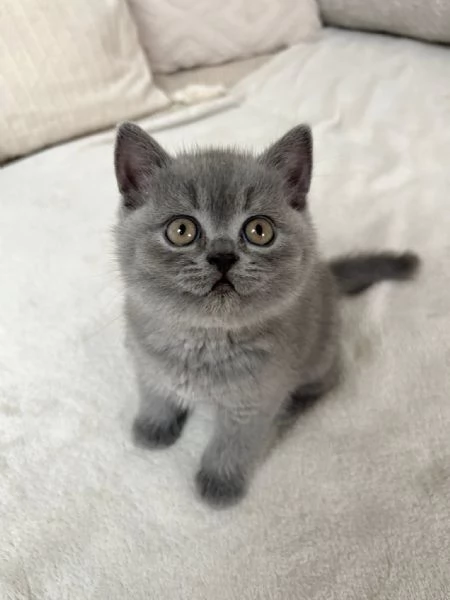 British Shorthair aspetta casa