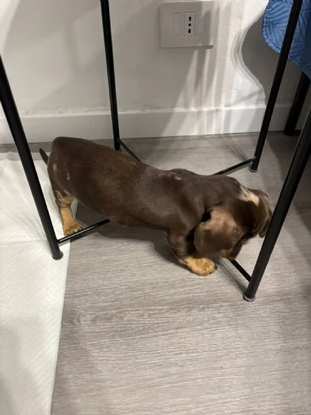 Bassotto arlecchino  | Foto 1