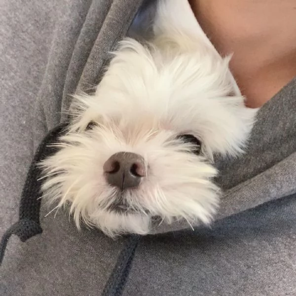 Maltese cuccioli maschio e femmina