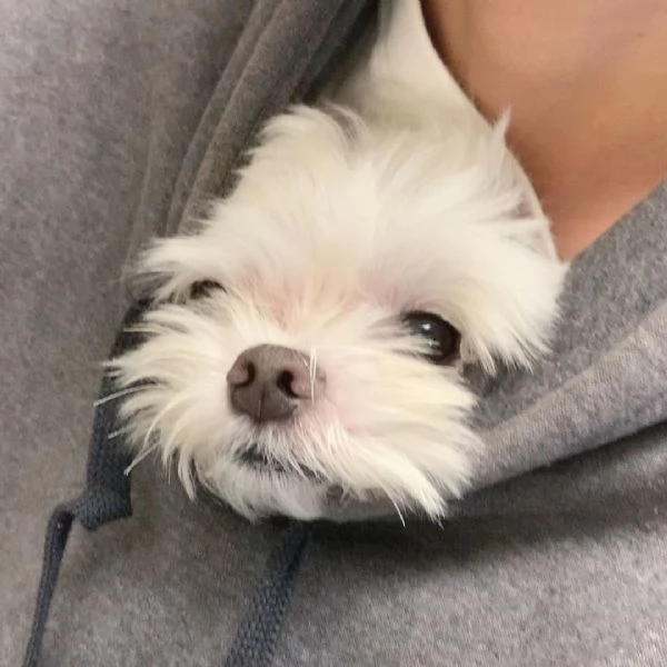 Maltese cuccioli maschio e femmina | Foto 2