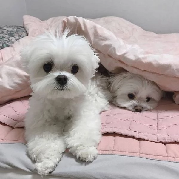 Maltese cuccioli maschio e femmina | Foto 1