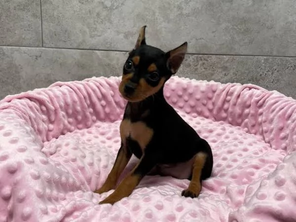 Pinchers cuccioli maschio e femmina | Foto 0