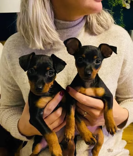 Pinchers cuccioli maschio e femmina