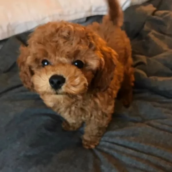 Barboncino cuccioli maschio e femmina | Foto 1