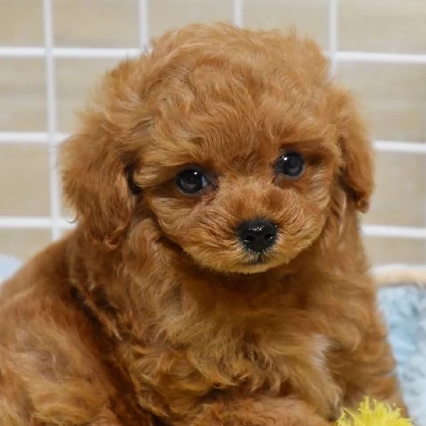 Barboncino cuccioli maschio e femmina | Foto 0