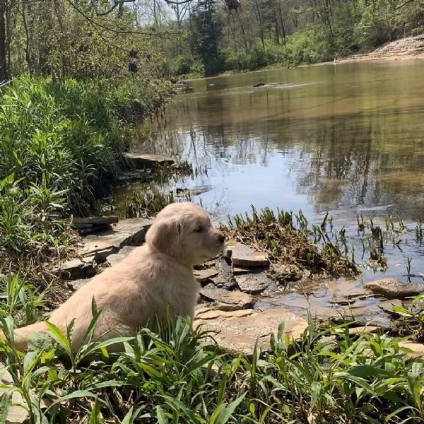 Golden Retriever cuccioli maschio e femmina | Foto 0