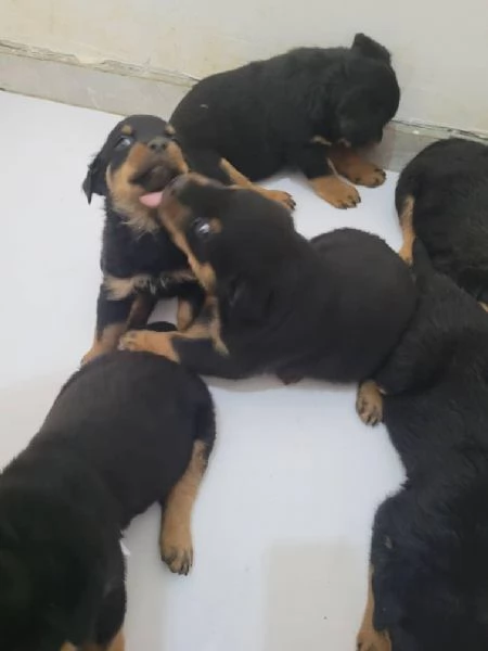 Rottweiler cuccioli maschio e femmina | Foto 0
