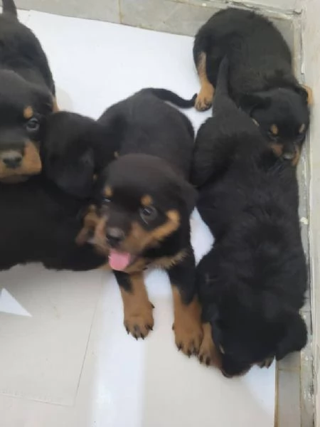Rottweiler cuccioli maschio e femmina