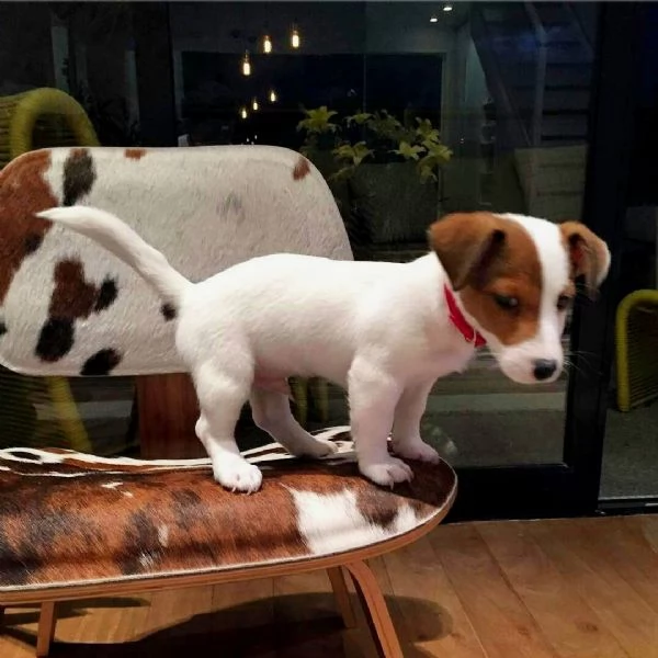Jack Russell cuccioli maschio e femmina | Foto 0