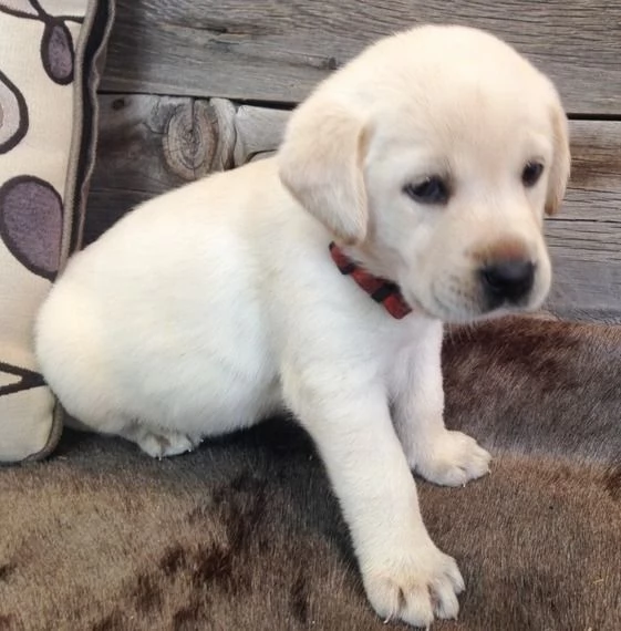 Labrador cuccioli maschio e femmina