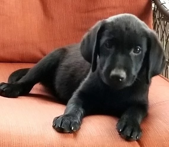 Labrador cuccioli maschio e femmina | Foto 0
