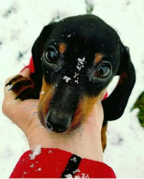 Bassotto cuccioli maschio e femmina | Foto 0