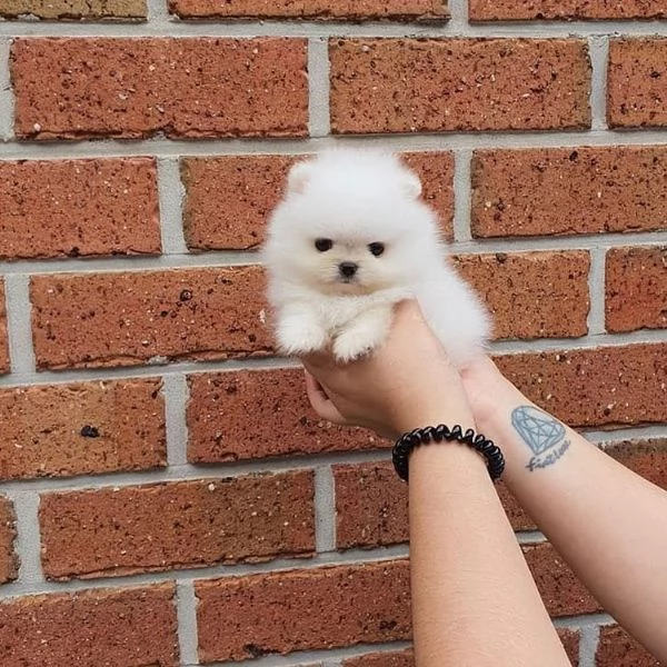 Volpino Pomeranian cuccioli maschio e femmina