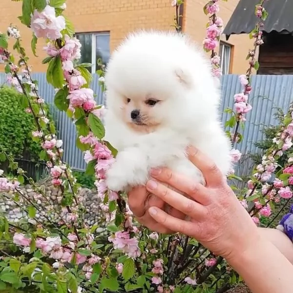 Volpino Pomeranian cuccioli maschio e femmina | Foto 0
