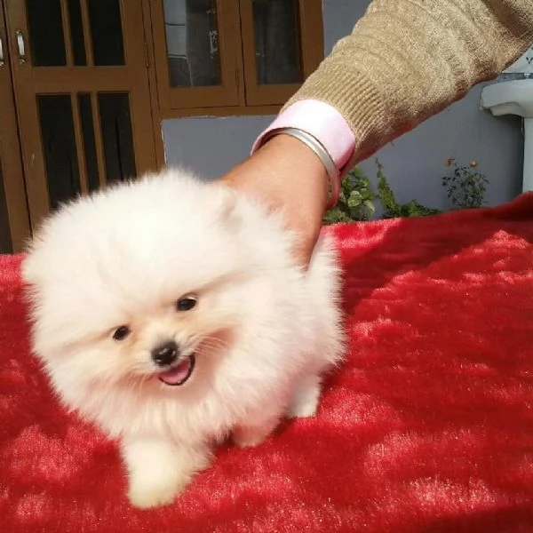 Splitz Pomeranian cuccioli maschio e femmina | Foto 1