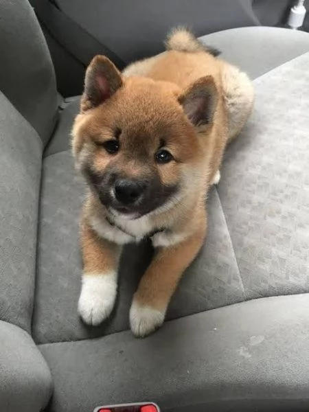Shiba Inu cuccioli maschio e femmina | Foto 0