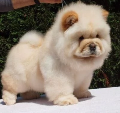 Chow Chow cuccioli maschio e femmina