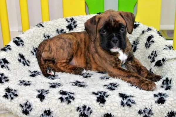Boxer cuccioli maschio e femmina