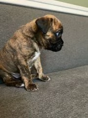 Boxer cuccioli maschio e femmina | Foto 0