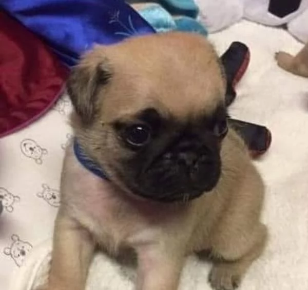 Carlino Pug cuccioli maschio e femmina