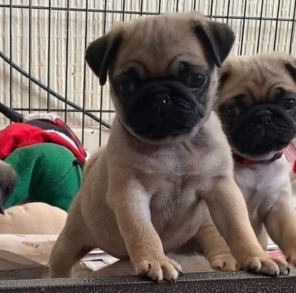 Carlino Pug cuccioli maschio e femmina | Foto 0