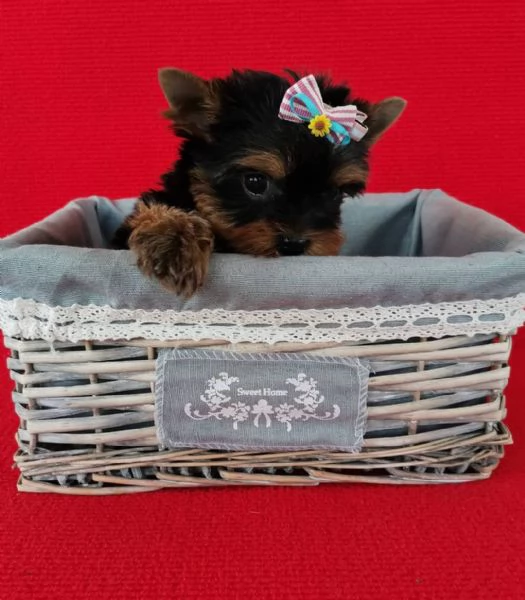 Regalo Yorkshire cuccioli maschio e femmina | Foto 0