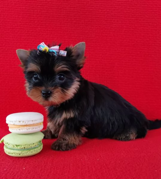 Regalo Yorkshire cuccioli maschio e femmina