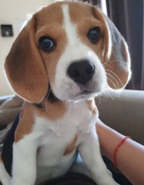 Beagle cuccioli maschio e femmina