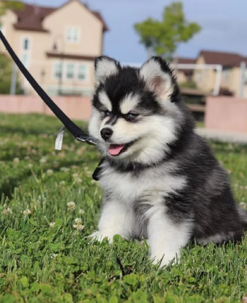 Siberian Husky cuccioli maschio e femmina