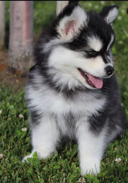 Siberian Husky cuccioli maschio e femmina | Foto 0