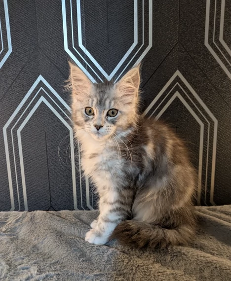 Gattini di Maine per adozione | Foto 1