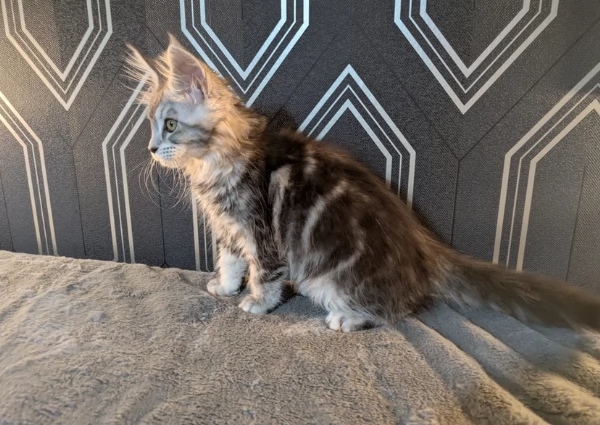 Gattini di Maine per adozione | Foto 0