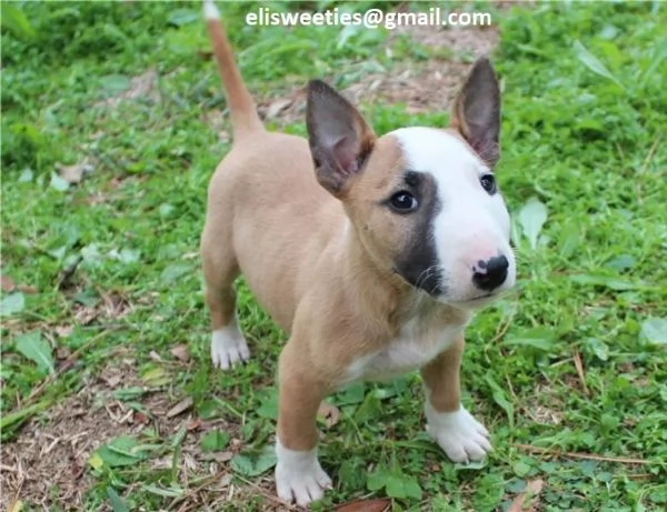  Regalo adorabili cuccioli Bull terrier  femminucce e maschietti disponibili verranno ceduti con pe
