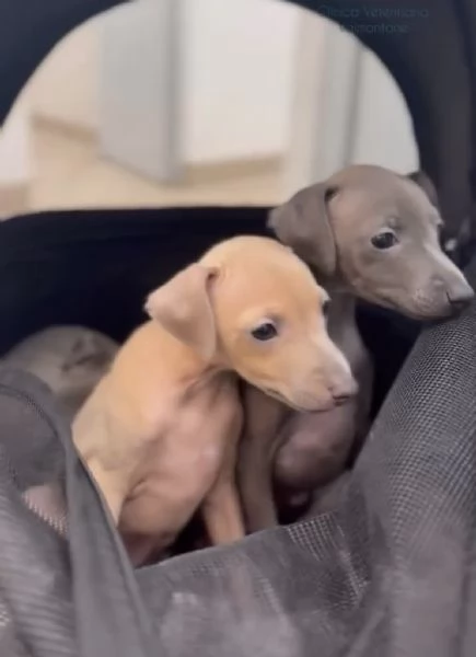 PICCOLO LEVRIERO ITALIANO